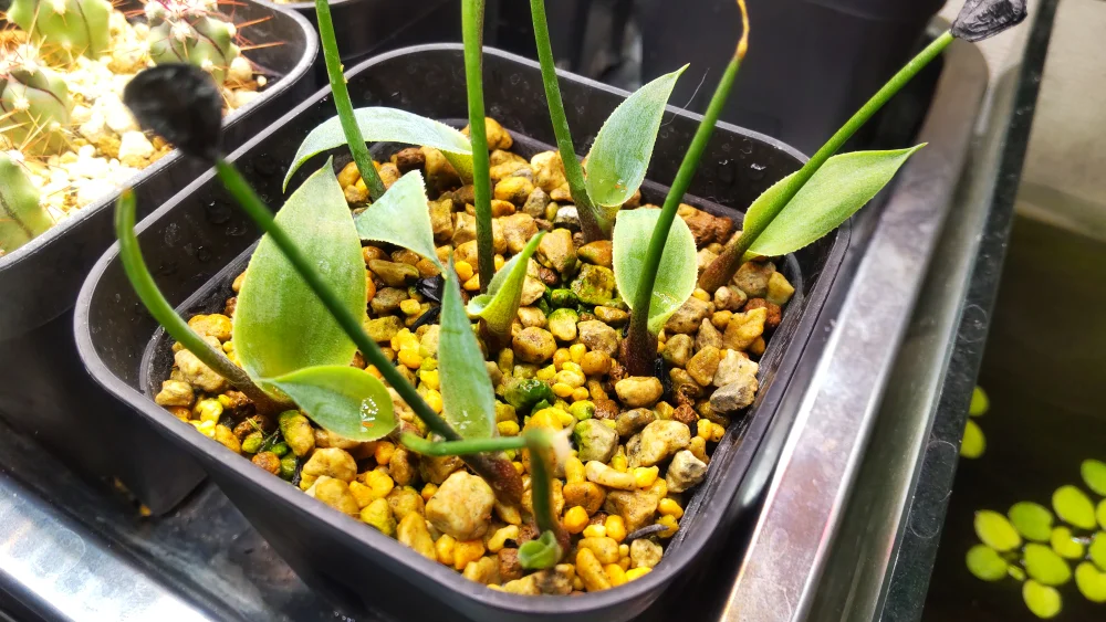 Agave hookeri (アガベ フーケリ)