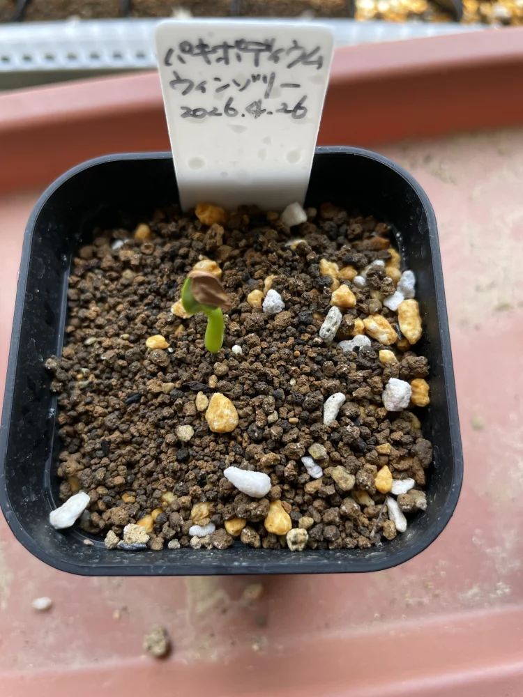 Pachypodium windsorii (パキポディウム ウィンゾリー)