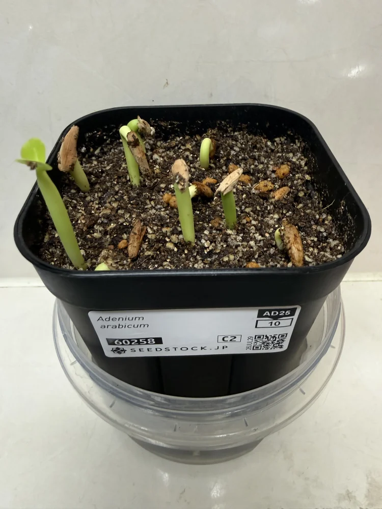 Adenium arabicum (アデニウム アラビカム)