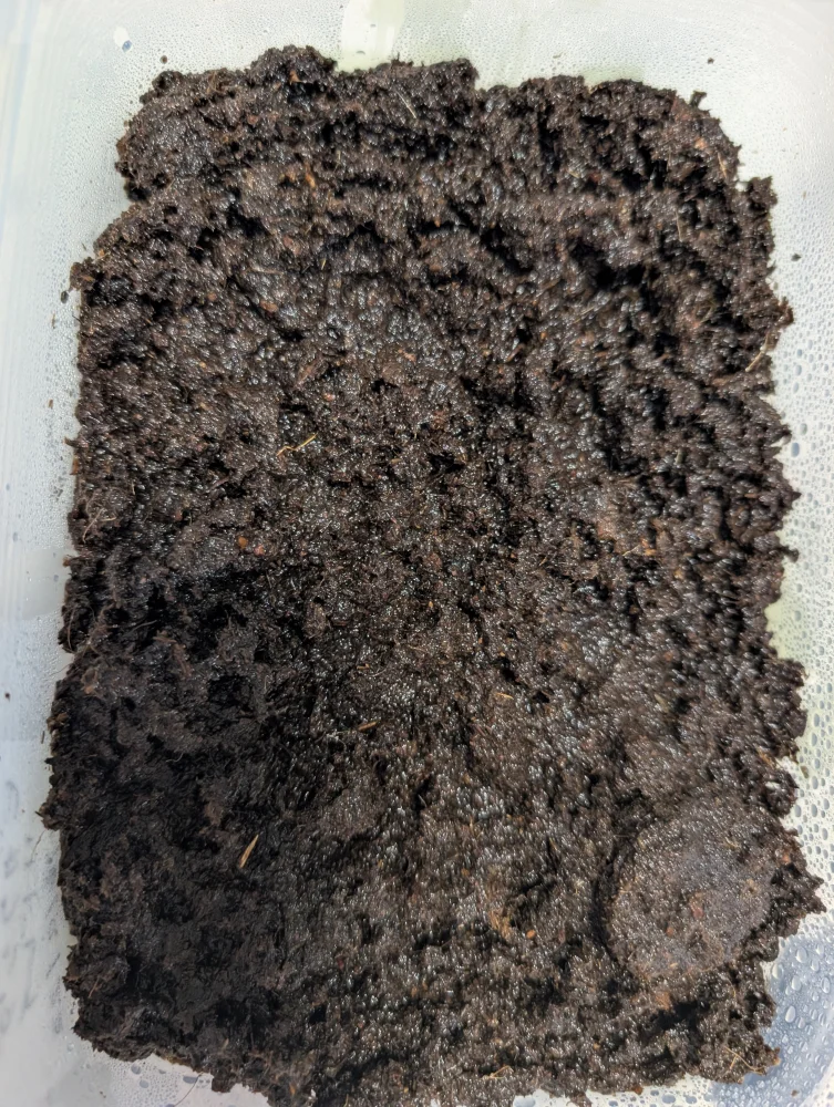 Platycerium ridleyi ([種子/胞子] ビカクシダ リドレイ)