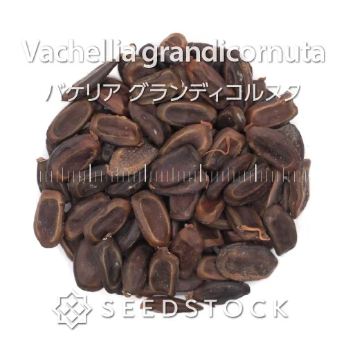 Vachellia grandicornuta (バケリア グランディコルヌタ)