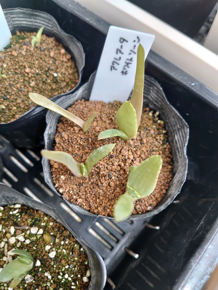 播種から7日で発芽