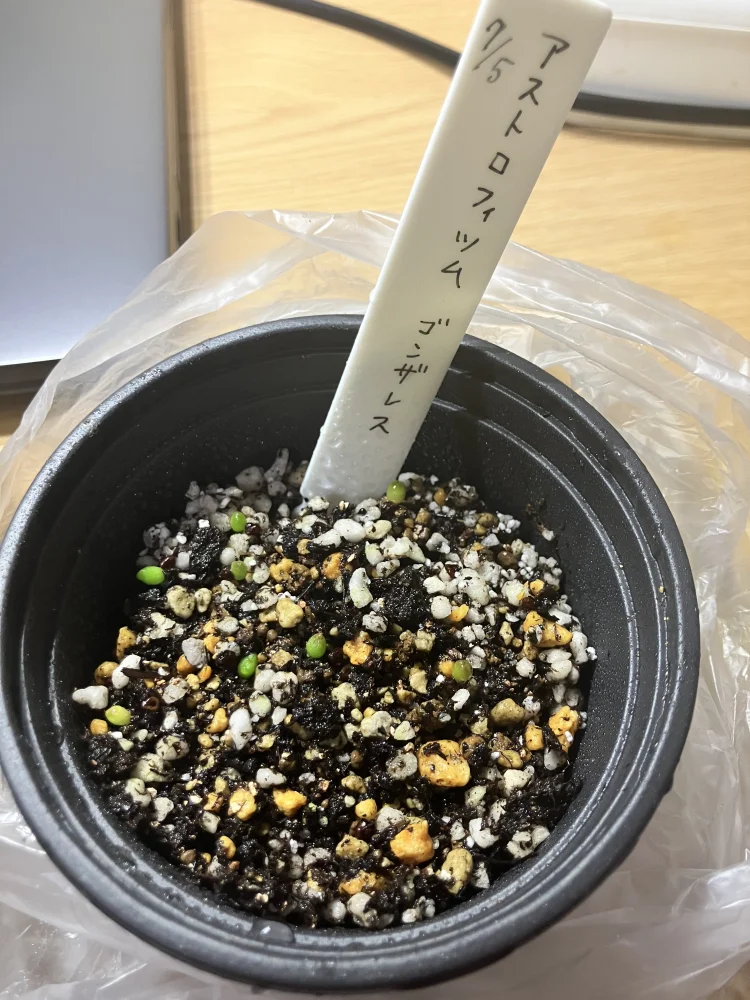 発芽がはやい