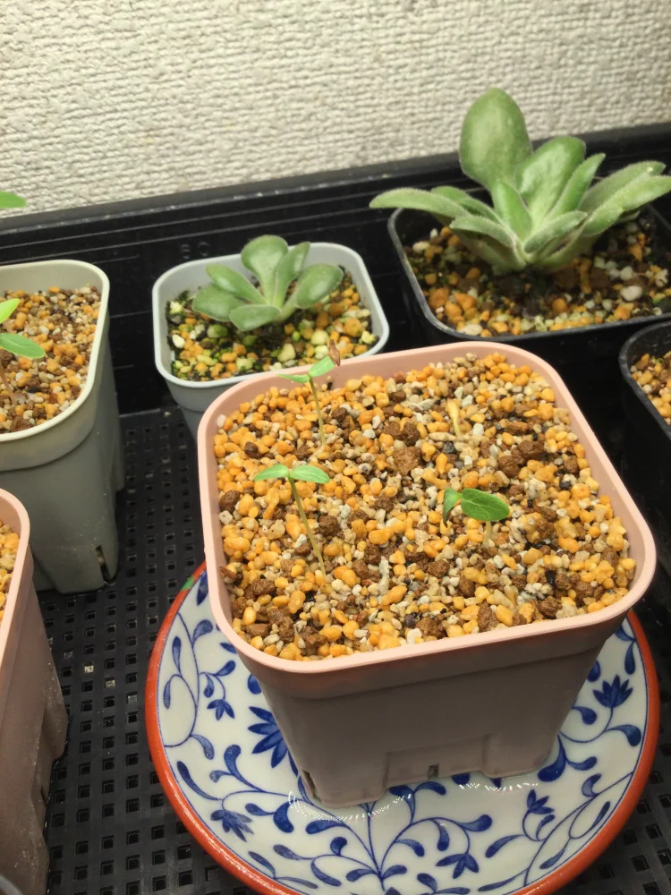 24時間後に3つ発芽