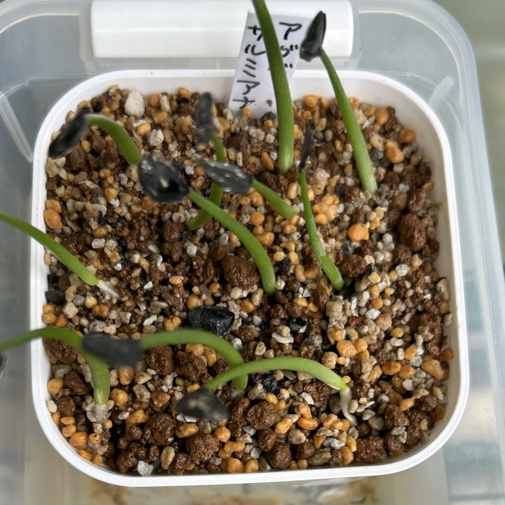 Agave salmiana ssp. salmiana (アガベ サルミアナ)