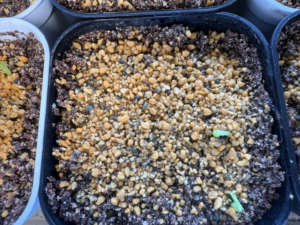 播種から４日で発芽