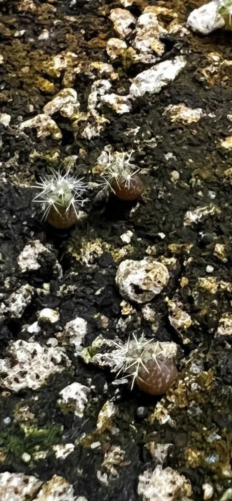 Trichocereus macrogonus var. pachanoi (トリコセレウス マクロゴナス パチャノイ)