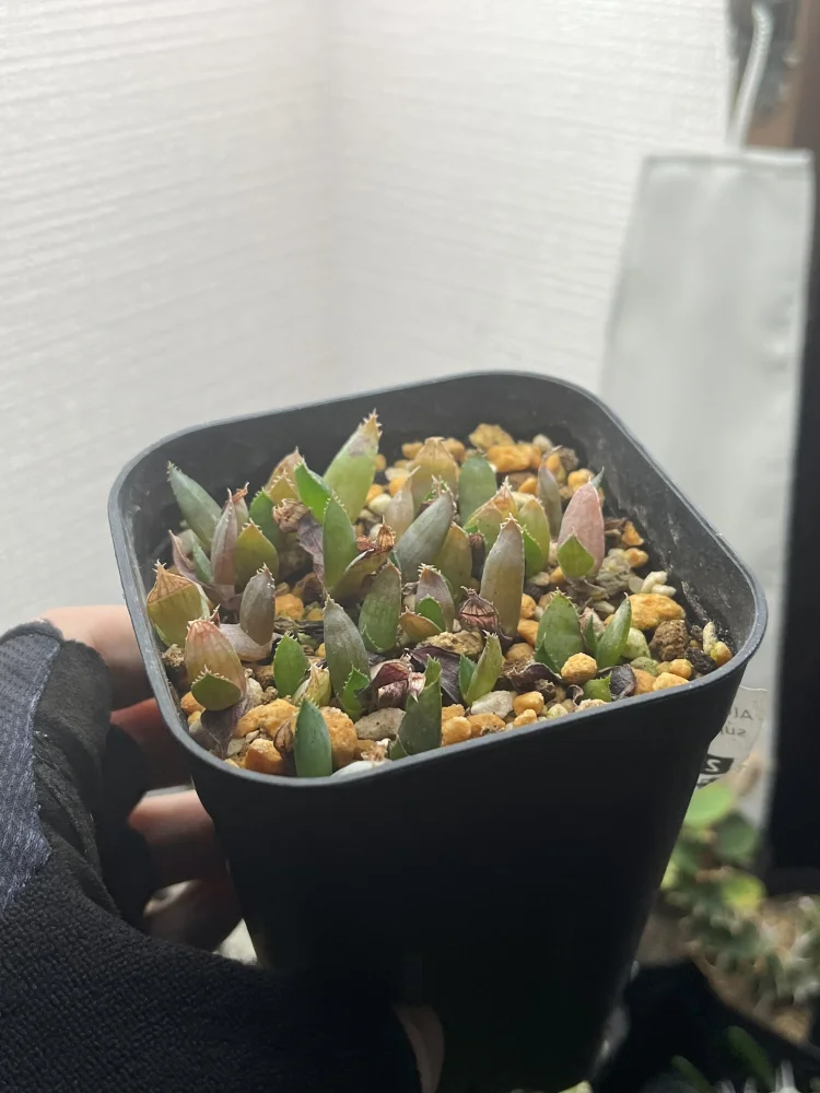 Aloe suprafoliata (アロエ スプラフォリアータ)