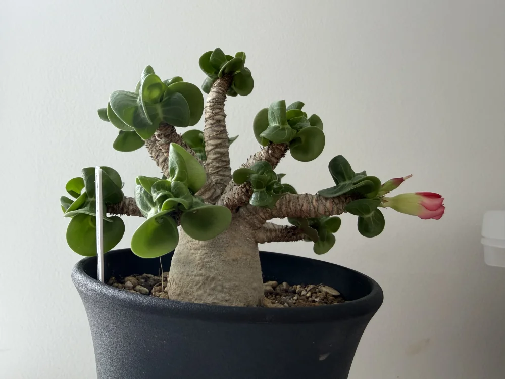 DHA Adenium DHA ([株] アデニウム)