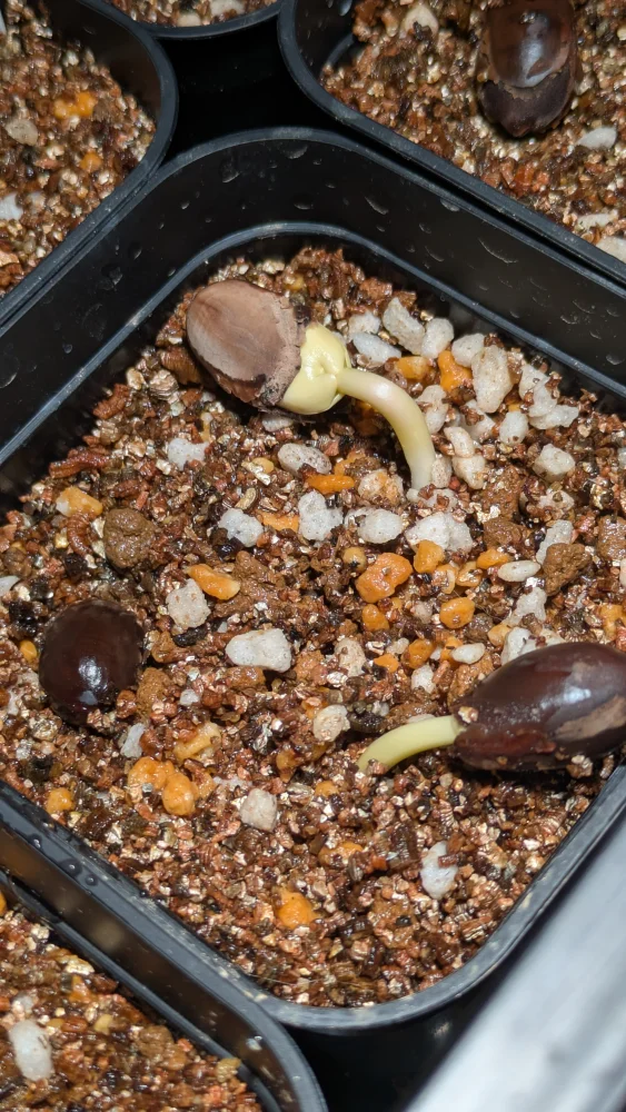 Delonix pumila (デロニクス プミラ)