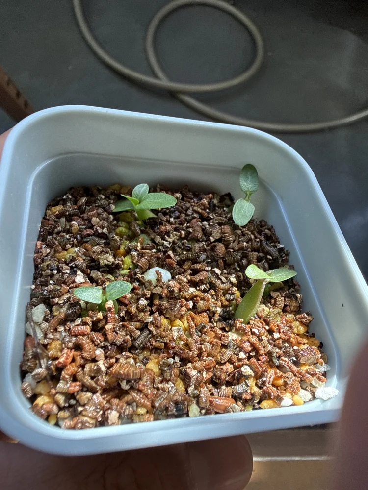 Pachypodium rosulatum var. eburneum (パキポディウム エブレネウム)