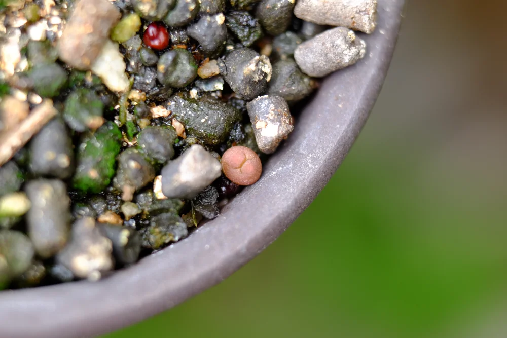 Astrophytum asterias var. nudum (アストロフィツム 瑠璃兜)