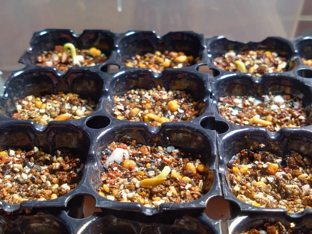 種子] パキポディウム グラキリス Lot.2026MAY Pachypodium rosulatum