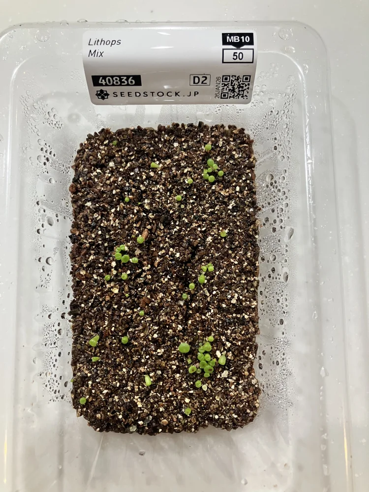 Lithops Mix Seeds (リトープス ミックス)