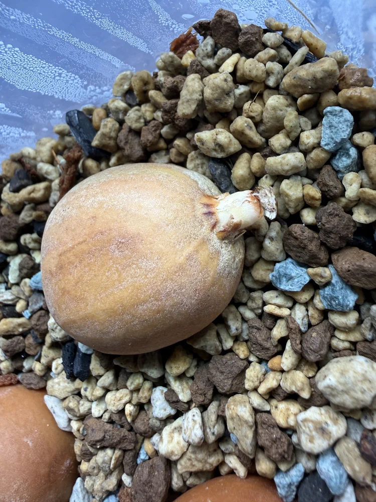 Dioon purpusii (ディオーン プルプシー)