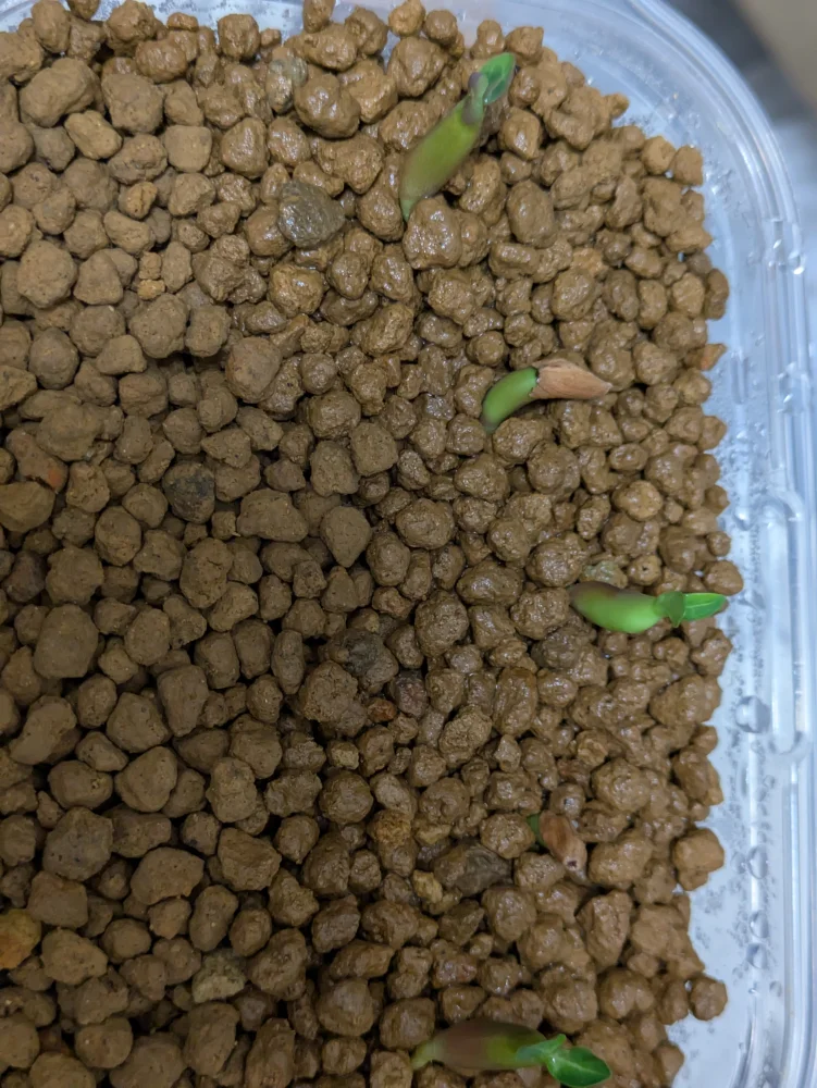 Adenium arabicum Godji (アデニウム アラビカムゴッジ)