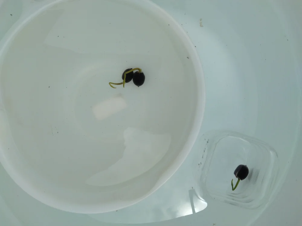 Nelumbo nucifera (ハス ヌキフェラ)