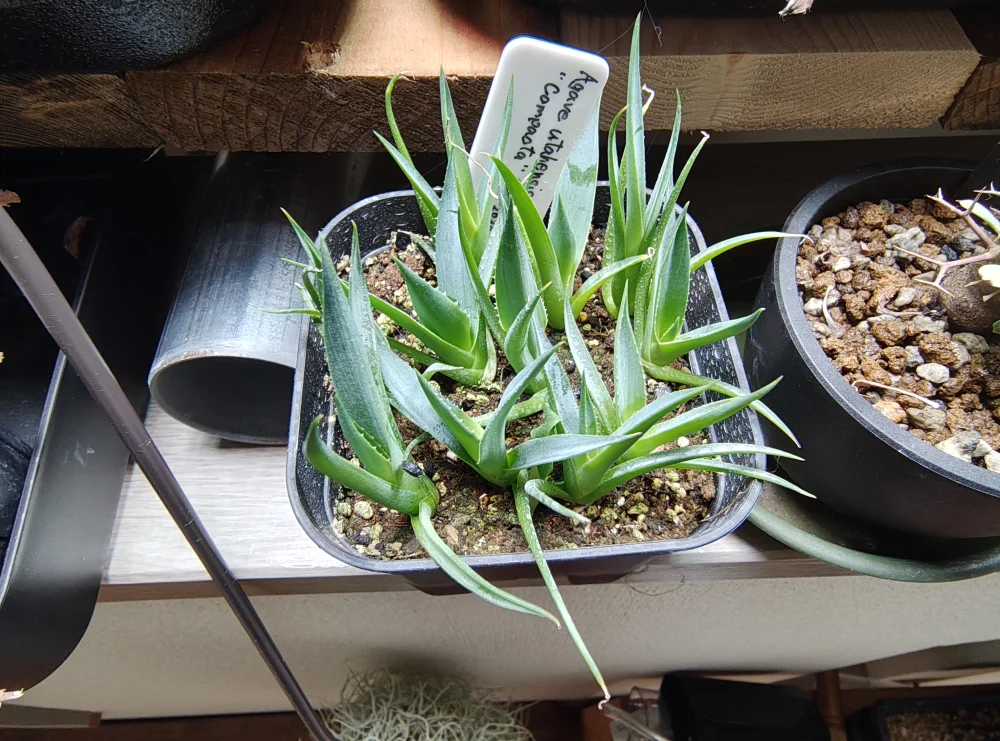 Agave utahensis ssp. utahensis Compacta (アガベ ユタエンシスコンパクタ)