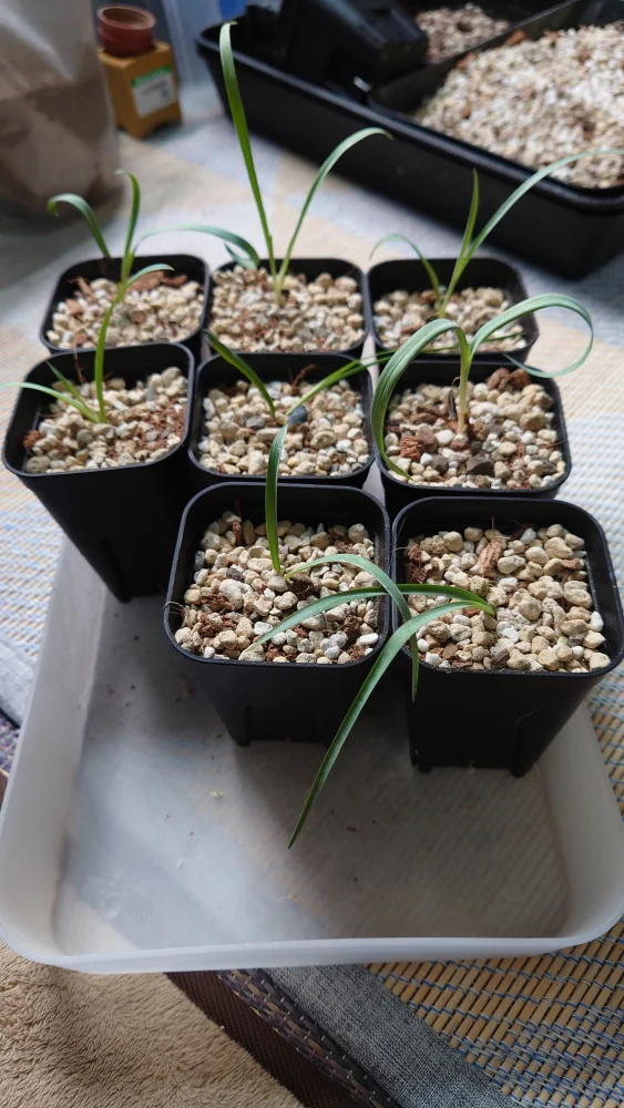 種子] ユッカ エラータ Yucca elata｜ドライガーデン 耐寒性 実生