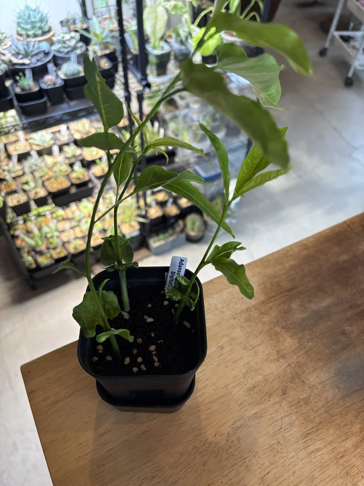 種子] アダンソニア（バオバブ） ディギタータ Adansonia digitata