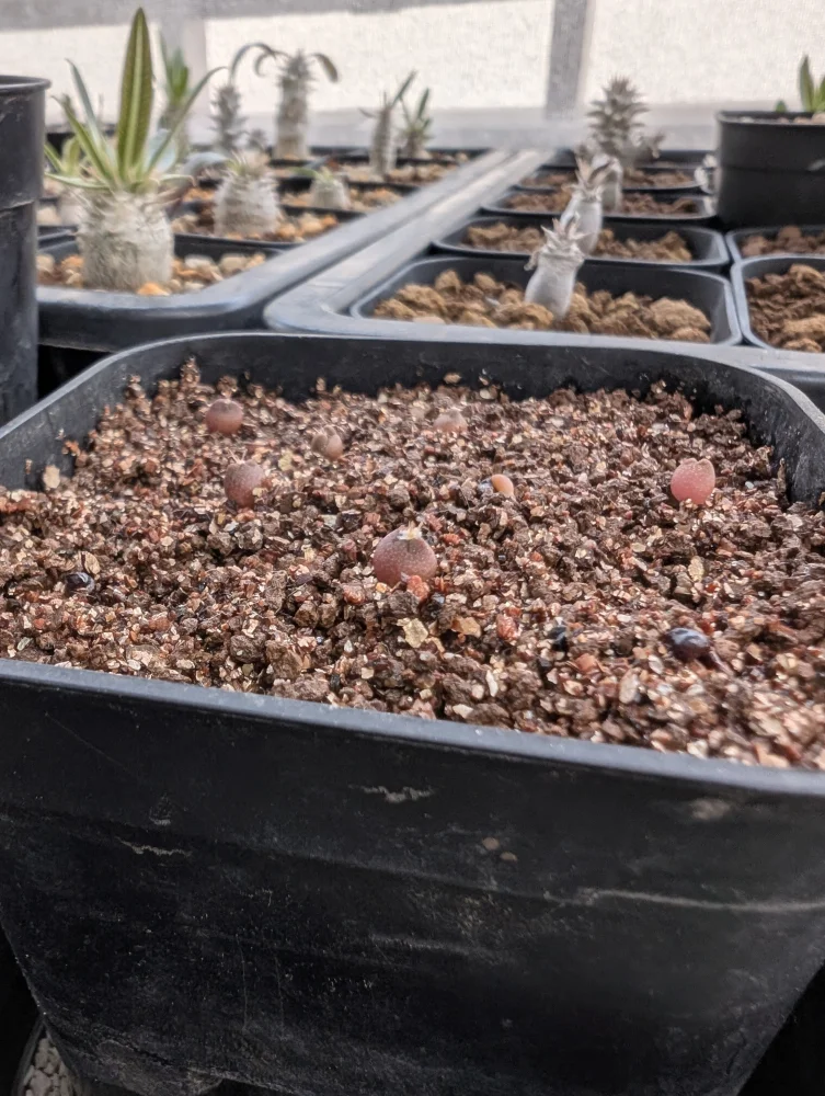 Astrophytum asterias cv. Super kabuto (アストロフィツム スーパー兜)