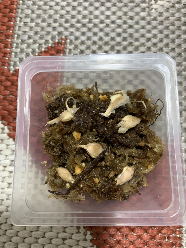 発芽報告/Welwitschia mirabilis (ウェルウィッチア ミラビリス 奇想
