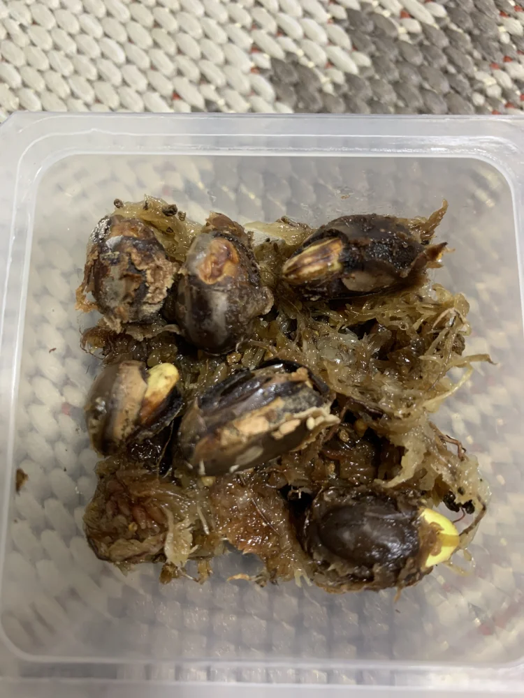 Delonix pumila (デロニクス プミラ)