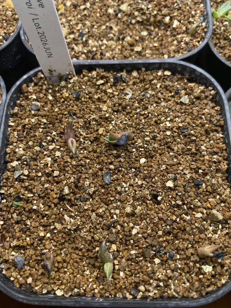 Agave oteroi Lot. (アガベ オテロイ)