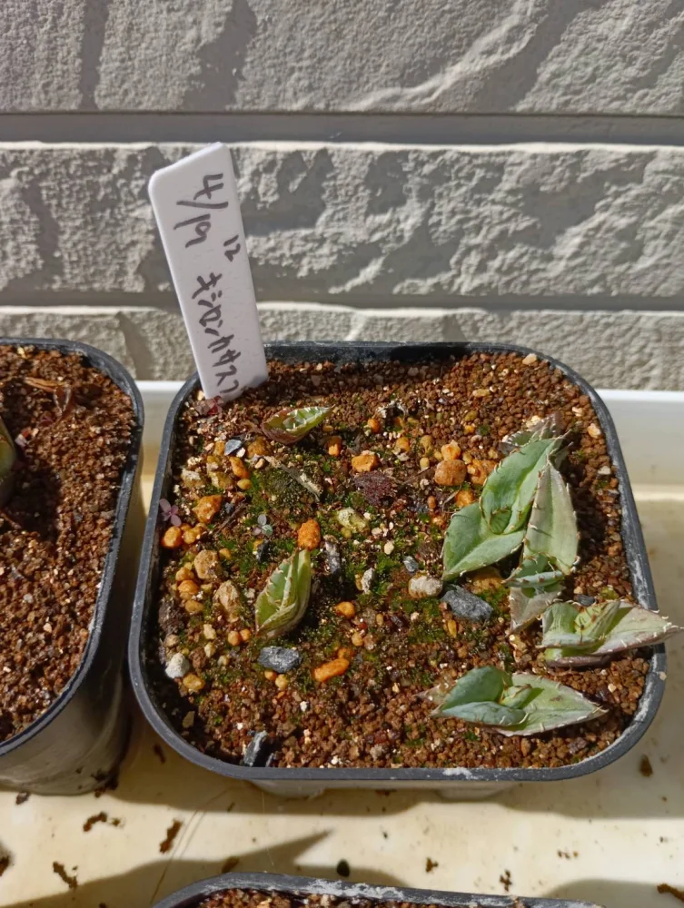Agave xylonacantha blue (アガベ キシロナカンサブルー)
