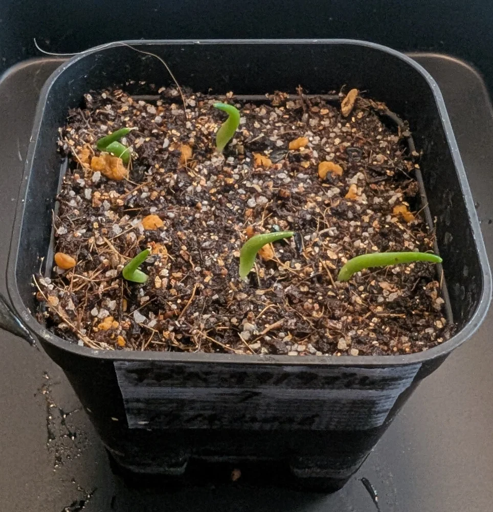 Agave titanota Blue Lot. (アガベ チタノタブルー)