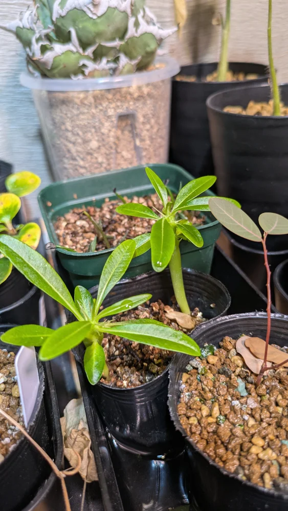 Pachypodium ambongense (パキポディウム アンボンゲンセ)