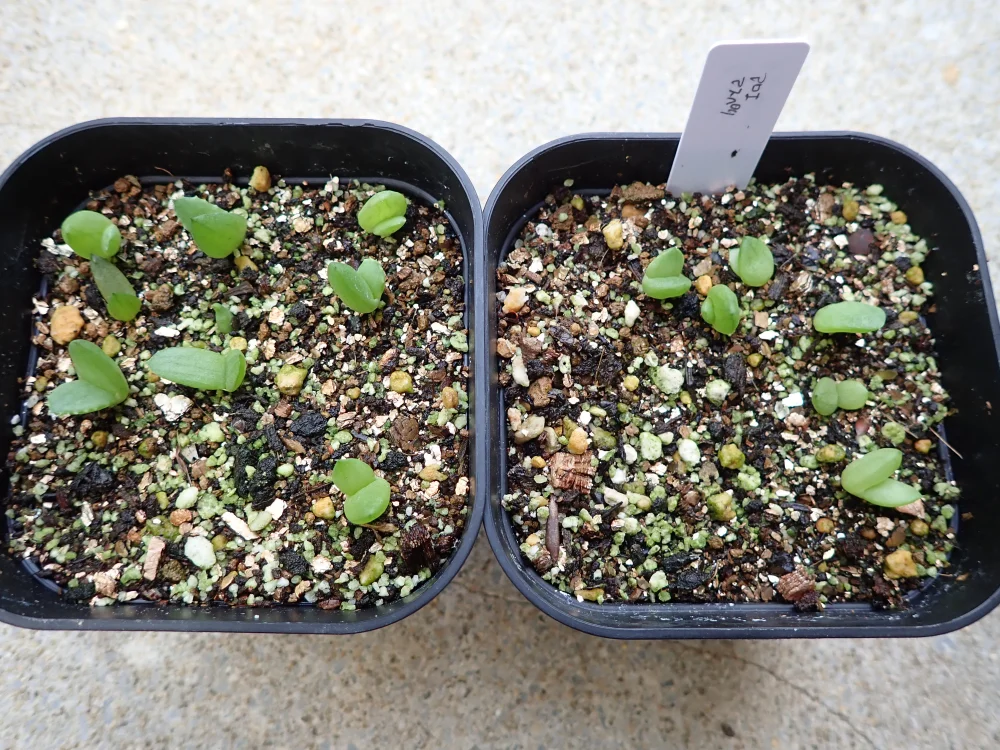 Aloe asperifolia (アロエ アスペリフォリア)