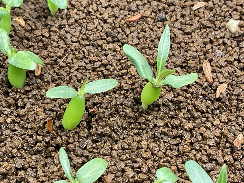 Pachypodium horombense (パキポディウム ホロンベンセ)