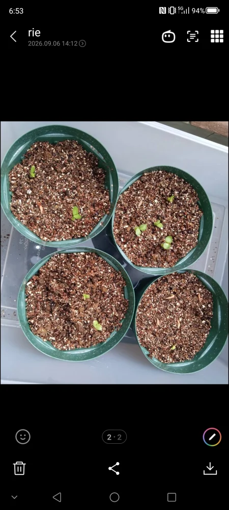 Pachypodium rosulatum var. makayense Lot. FREE ([2026/6/8ご注文分で終了｜プレゼント種子] パキポディウム マカイエンセ)