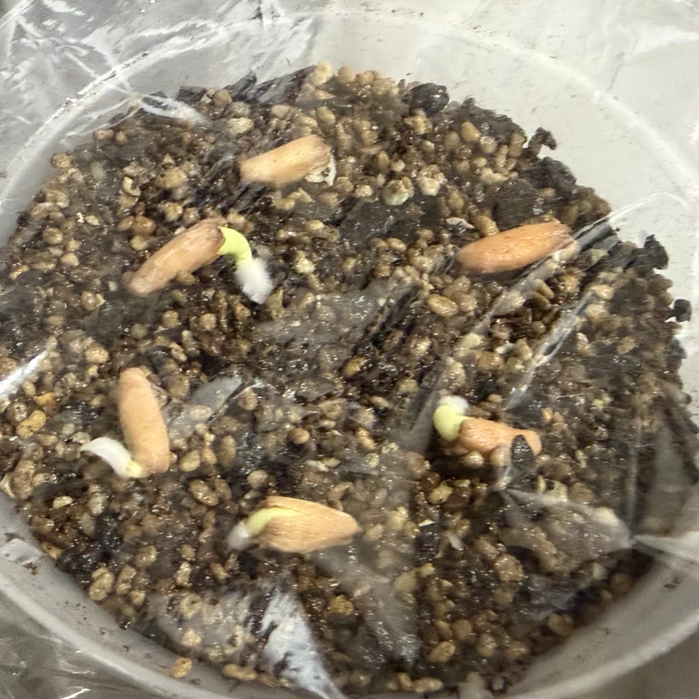 Adenium arabicum black giant (アデニウム アラビカム ブラックジャイアント)