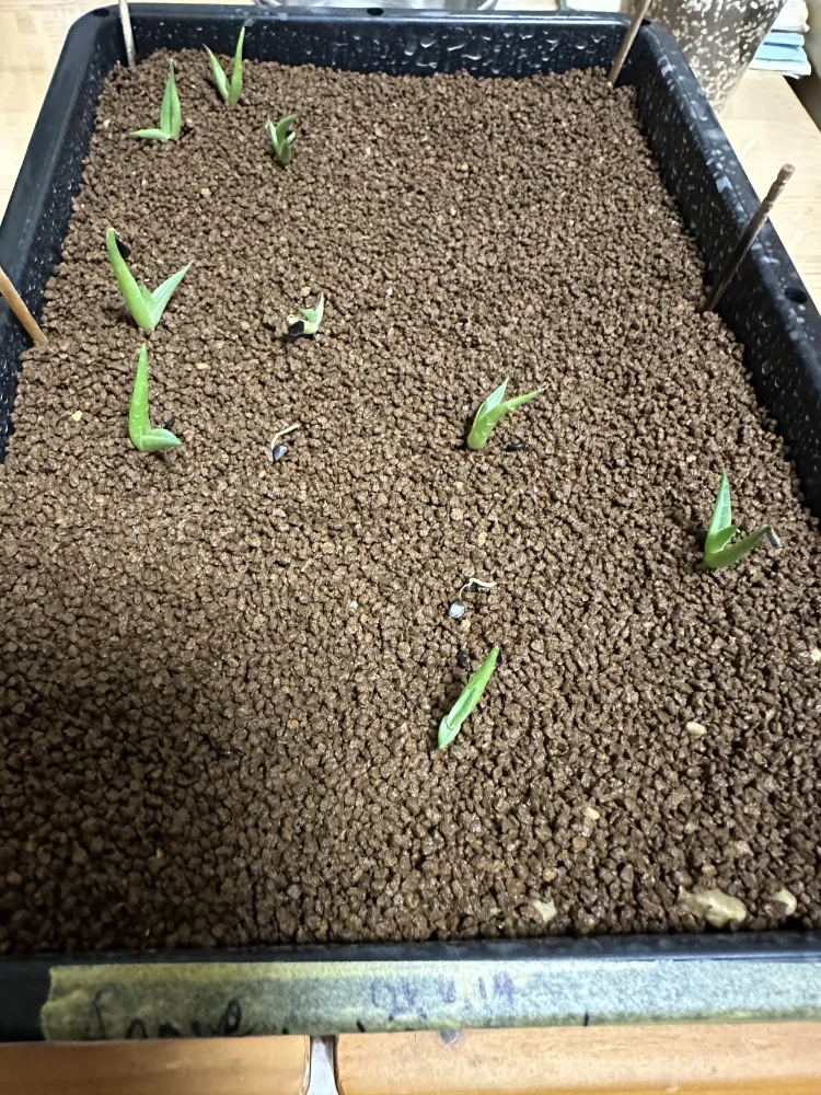 Agave nickelsiae (アガベ ニッケルシー)