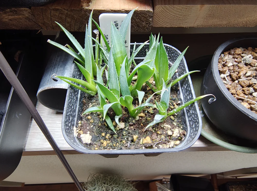 Agave utahensis var. eborispina (アガベ エボリスピナ ヴェガス 2023)