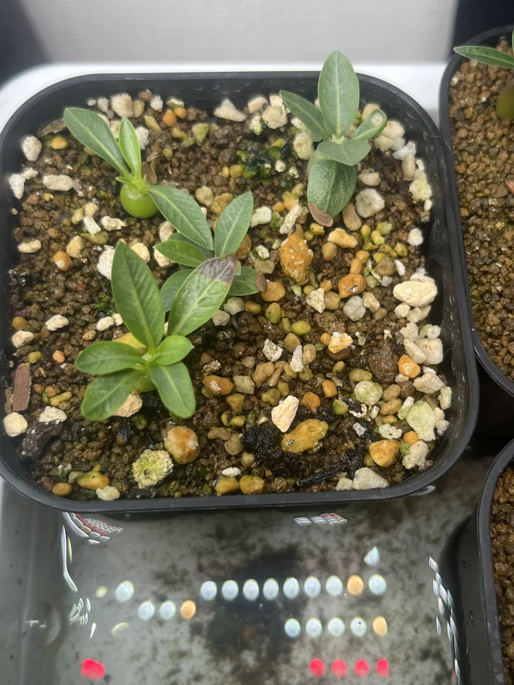 Pachypodium rosulatum var. inopinatum (パキポディウム イノピナツム)