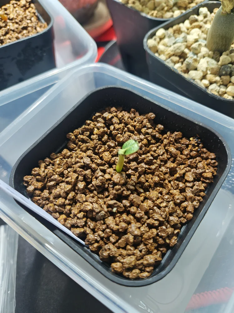 Pachypodium windsorii (パキポディウム ウィンゾリー)