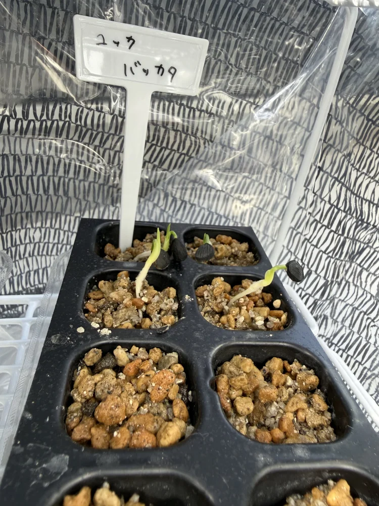 Yucca baccata var. baccata (ユッカ バッカタ)