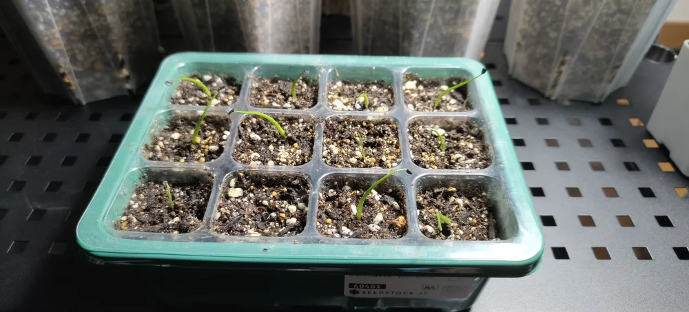 播種4〜6日で発芽