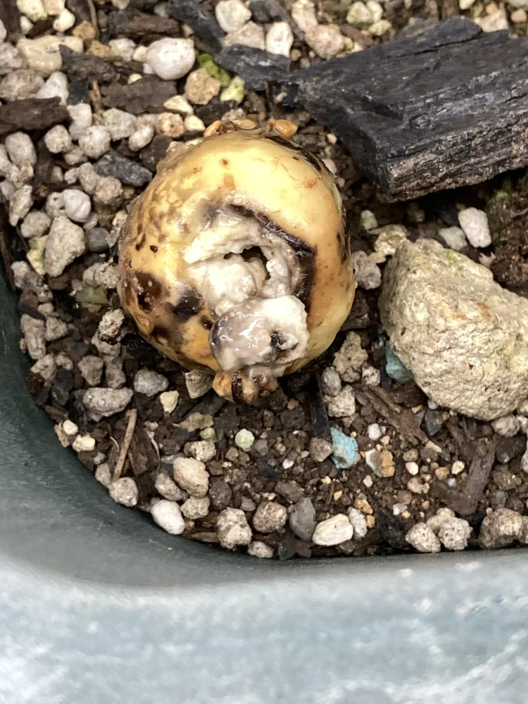 Cycas cairnsiana (サイカス カイルンシアナ)