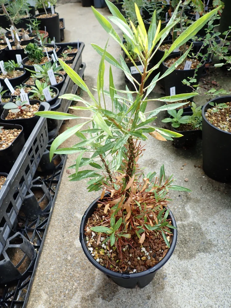 種子] フォークイエリア プルプシー Fouquieria purpusii | 塊根植物