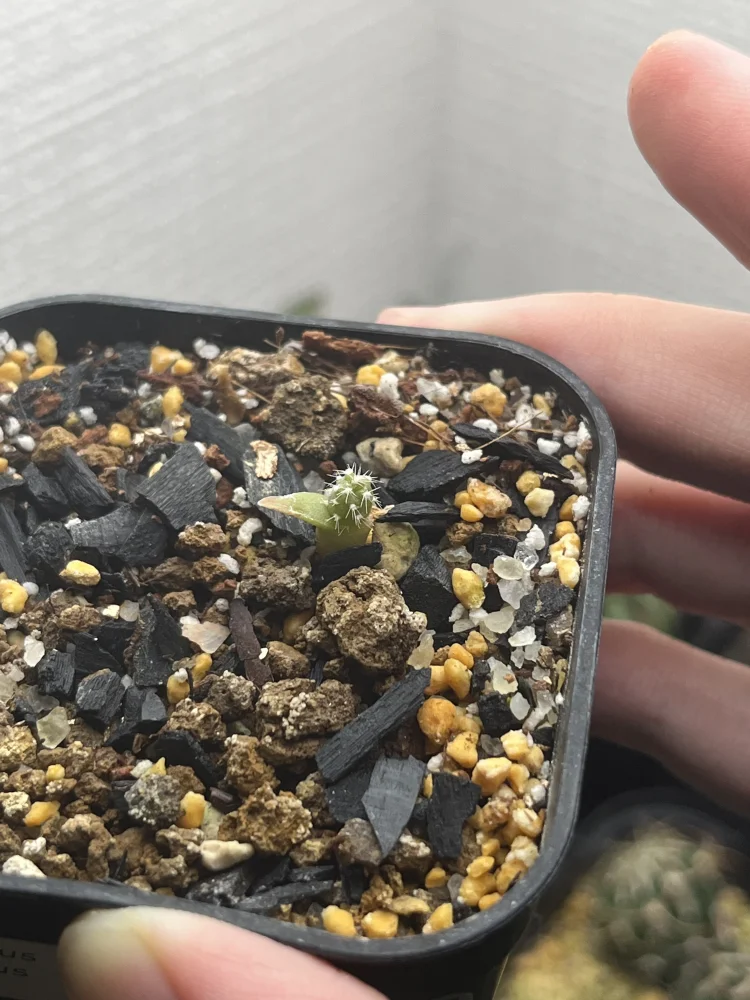 Tephrocactus geometricus (テフロカクタス ゲオメトリクス)