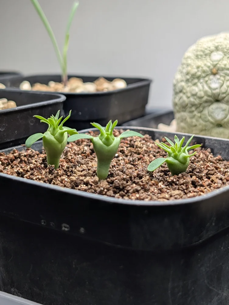 Euphorbia stellispina (ユーフォルビア ステリスピナ)