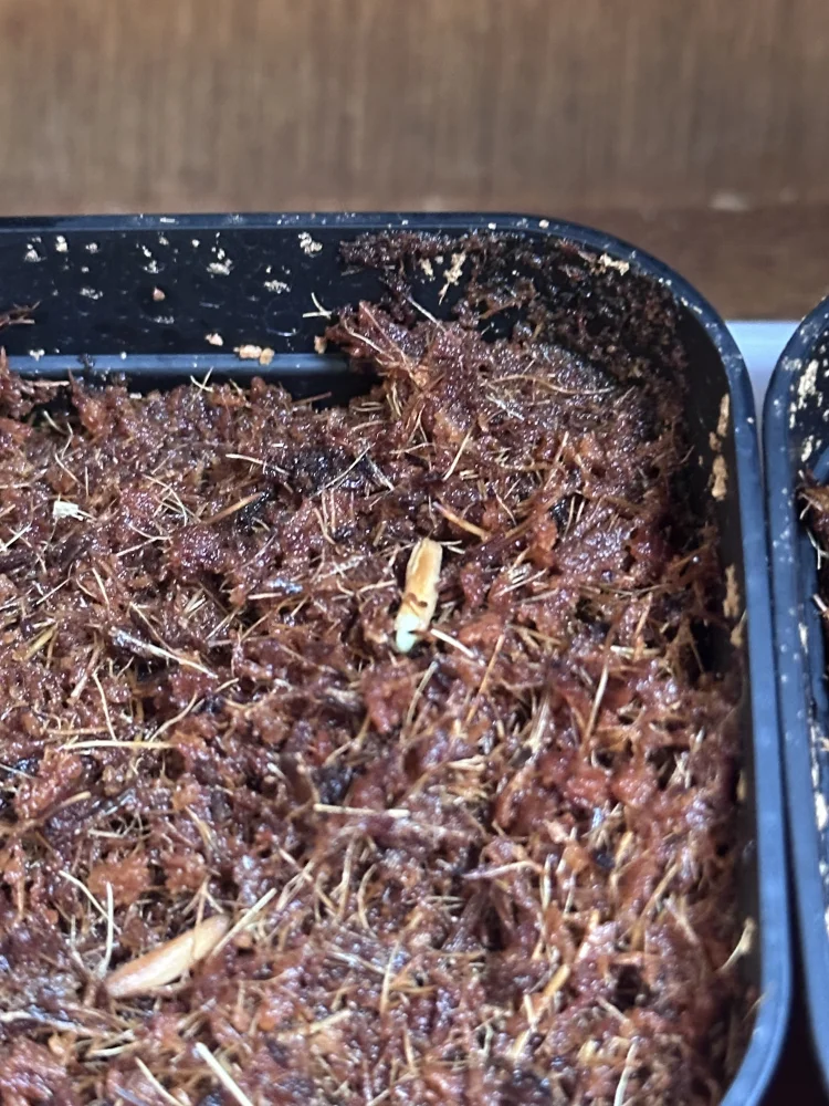 Adenium obesum (アデニウム ドーセットホーン)