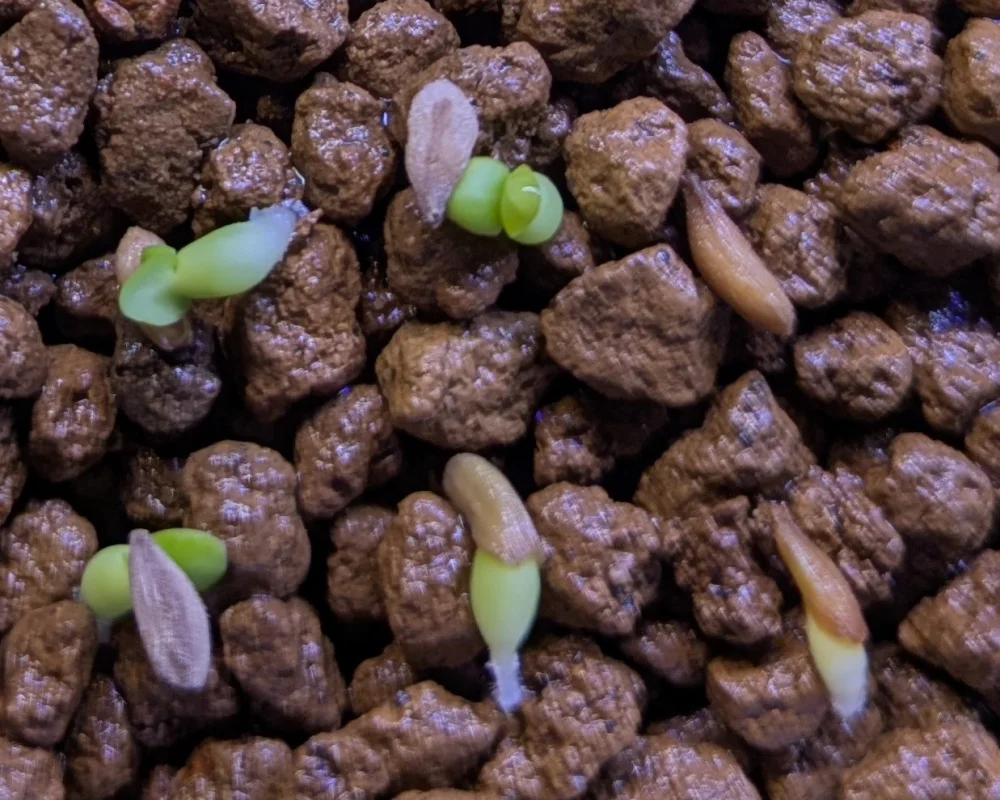 Pachypodium bispinosum (パキポディウム ビスピノーサム)