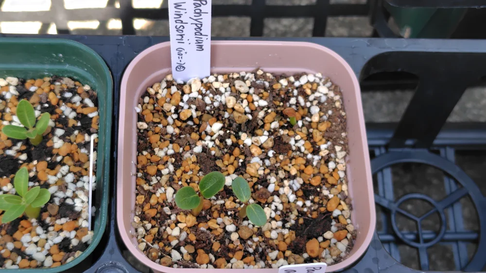 Pachypodium windsorii (パキポディウム ウィンゾリー)