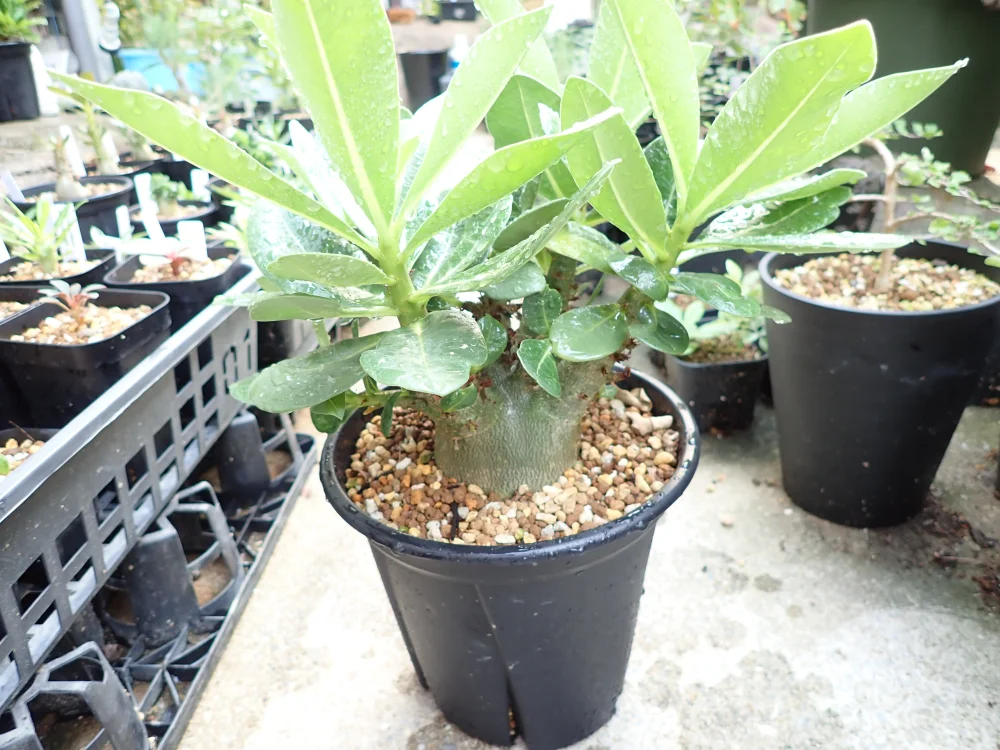 Adenium arabicum Alien (アデニウム エイリアン)