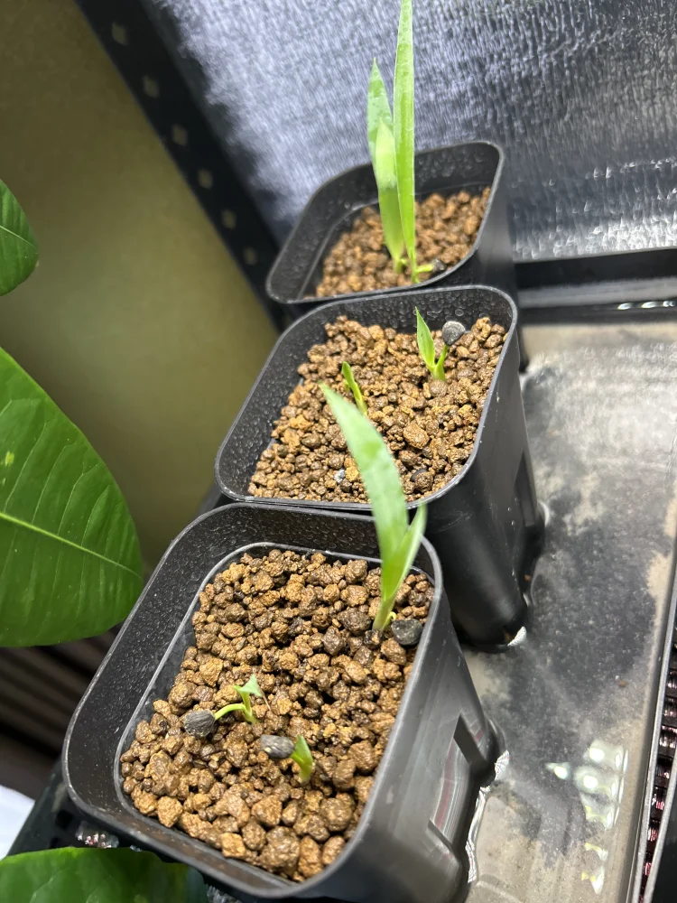 Yucca treculeana (ユッカ トレクレアーナ)